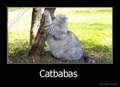 Catbabas  - 