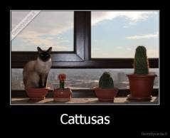 Cattusas - 