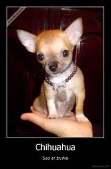 Chihuahua - Suo ar ziurke