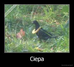 Ciepa - 
