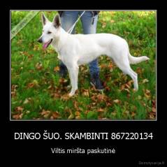 DINGO ŠUO. SKAMBINTI 867220134 - Viltis miršta paskutinė