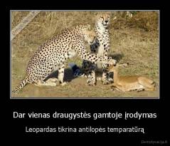 Dar vienas draugystės gamtoje įrodymas - Leopardas tikrina antilopės temparatūrą