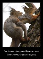 Dar vienas gyvūnų draugiškumo pavyzdys - Viena voverytė padeda kitai lipti į medį