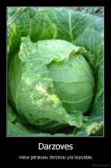 Darzoves - viena geriausiu darzoviu yra kopustas