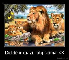 Didelė ir graži liūtų šeima 