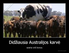 Didžiausia Australijos karvė - sveria virš tonos