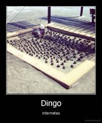 Dingo - internetas