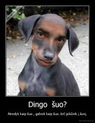 Dingo  šuo? - Atrodyk kaip šuo , galvok kaip šuo..krč įsikūnik į šunį.