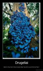 Drugeliai - What Do They Feel In There Stomach When They Fall In Love,If We Feel Them ?