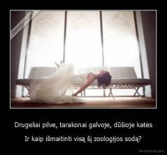 Drugeliai pilve, tarakonai galvoje, dūšioje katės - Ir kaip išmaitinti visą šį zoologijos sodą?