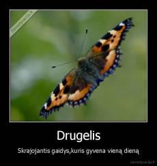 Drugelis - Skrajojantis gaidys,kuris gyvena vieną dieną