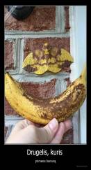 Drugelis, kuris  - primena bananą