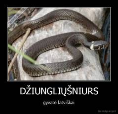 DŽIUNGLIŲŠNIURS - gyvatė latviškai