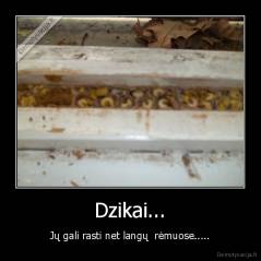 Dzikai... - Jų gali rasti net langų  rėmuose.....