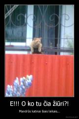 E!!! O ko tu čia žiūri?! - Mandrūs katinai šiais laikais...