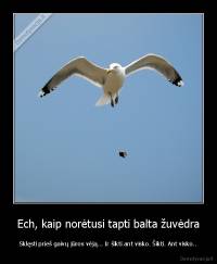 Ech, kaip norėtusi tapti balta žuvėdra - Sklęsti prieš gaivų jūros vėją... Ir šikti ant visko. Šikti. Ant visko..