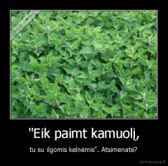 "Eik paimt kamuolį, - tu su ilgomis kelnėmis". Atsimenate?