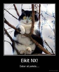 Eikit NX! - Dabar aš pelėda....