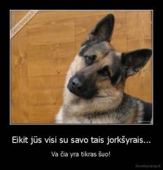 Eikit jūs visi su savo tais jorkšyrais... - Va čia yra tikras šuo!
