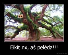 Eikit nx, aš pelėda!!! - 