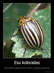 Esu koloradas - kilęs iš Amerikos, griaunu Lietuvos ir ES ūkį, o visi galvoja, kad aš rusas