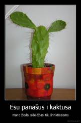 Esu panašus i kaktusa - mano žiedai skleidžiasi tik išrinktiesiems