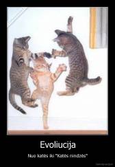 Evoliucija - Nuo katės iki "Katės nindzės"