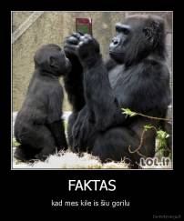 FAKTAS - kad mes kile is šiu gorilu 