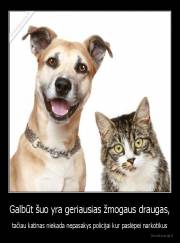 Galbūt šuo yra geriausias žmogaus draugas, - tačiau katinas niekada nepasakys policijai kur paslėpei narkotikus
