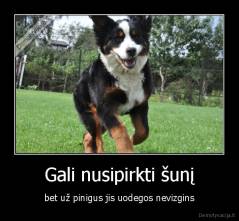 Gali nusipirkti šunį - bet už pinigus jis uodegos nevizgins