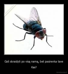 Gali skraidyti po visą namą, bet pasirenka tave - Kas?