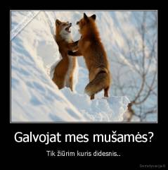 Galvojat mes mušamės? - Tik žiūrim kuris didesnis..