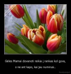 Gėles Mamai dovanoti reikia į rankas kol gyva, - o ne ant kapo, kai jau numirusi..
