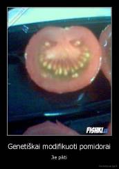 Genetiškai modifikuoti pomidorai - Jie pikti