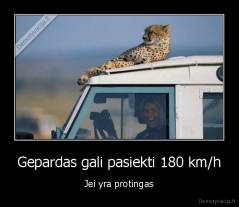 Gepardas gali pasiekti 180 km/h - Jei yra protingas
