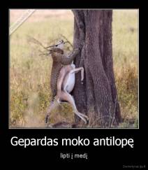 Gepardas moko antilopę  - lipti į medį