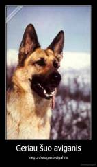 Geriau šuo aviganis - negu draugas avigalvis