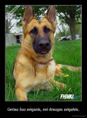 Geriau šuo aviganis, nei draugas avigalvis. - 