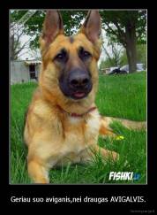 Geriau suo aviganis,nei draugas AVIGALVIS. - 