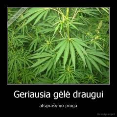 Geriausia gėlė draugui - atsiprašymo proga