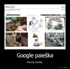 Google paieška - Funny turtle.