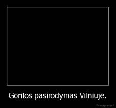 Gorilos pasirodymas Vilniuje. - 