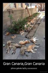 Gran Canaria,Gran Canaria - pilnos gatvės kačių uuuuuuuuu