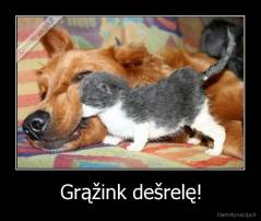 Grąžink dešrelę! - 