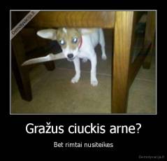 Gražus ciuckis arne? - Bet rimtai nusiteikes