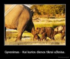 Gyvenimas - Kai kurios dienos tikrai užknisa. - 