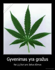 Gyvenimas yra gražus - Kai į jį žiuri pro žalius dūmus