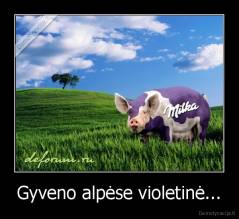 Gyveno alpėse violetinė... - 