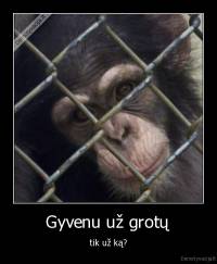 Gyvenu už grotų - tik už ką?