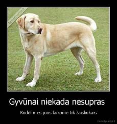 Gyvūnai niekada nesupras  - Kodėl mes juos laikome tik žaisliukais